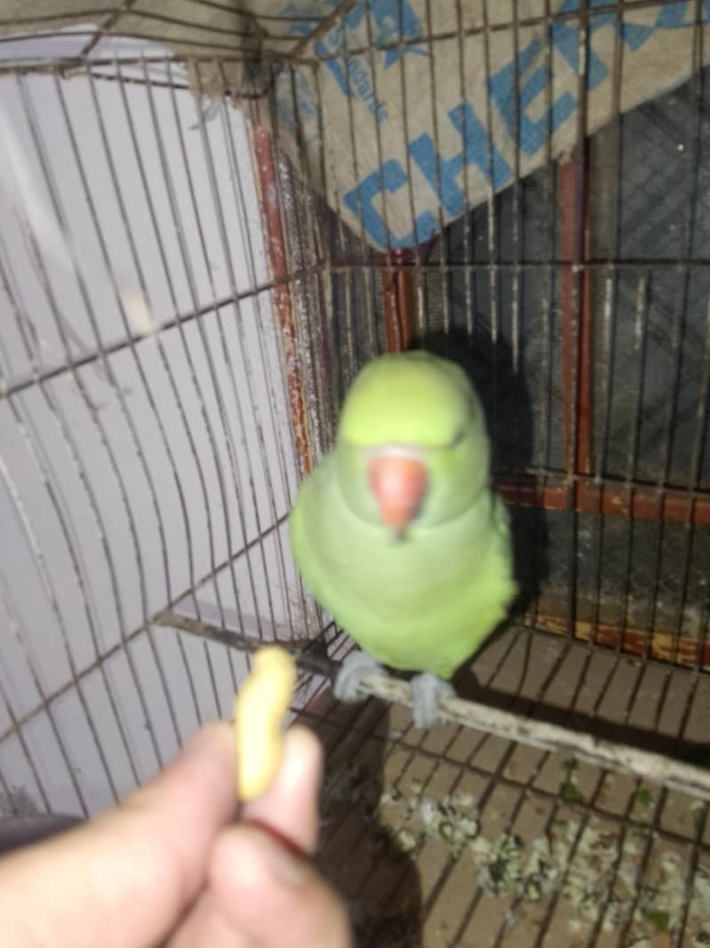 Green parrots 2