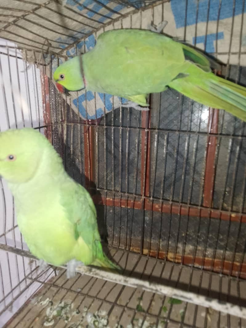 Green parrots 3