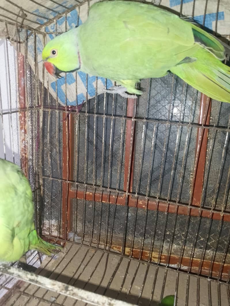 Green parrots 4