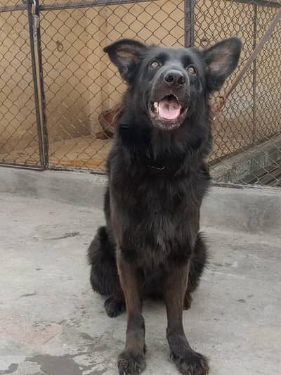 Black German Shepherd Female Breader