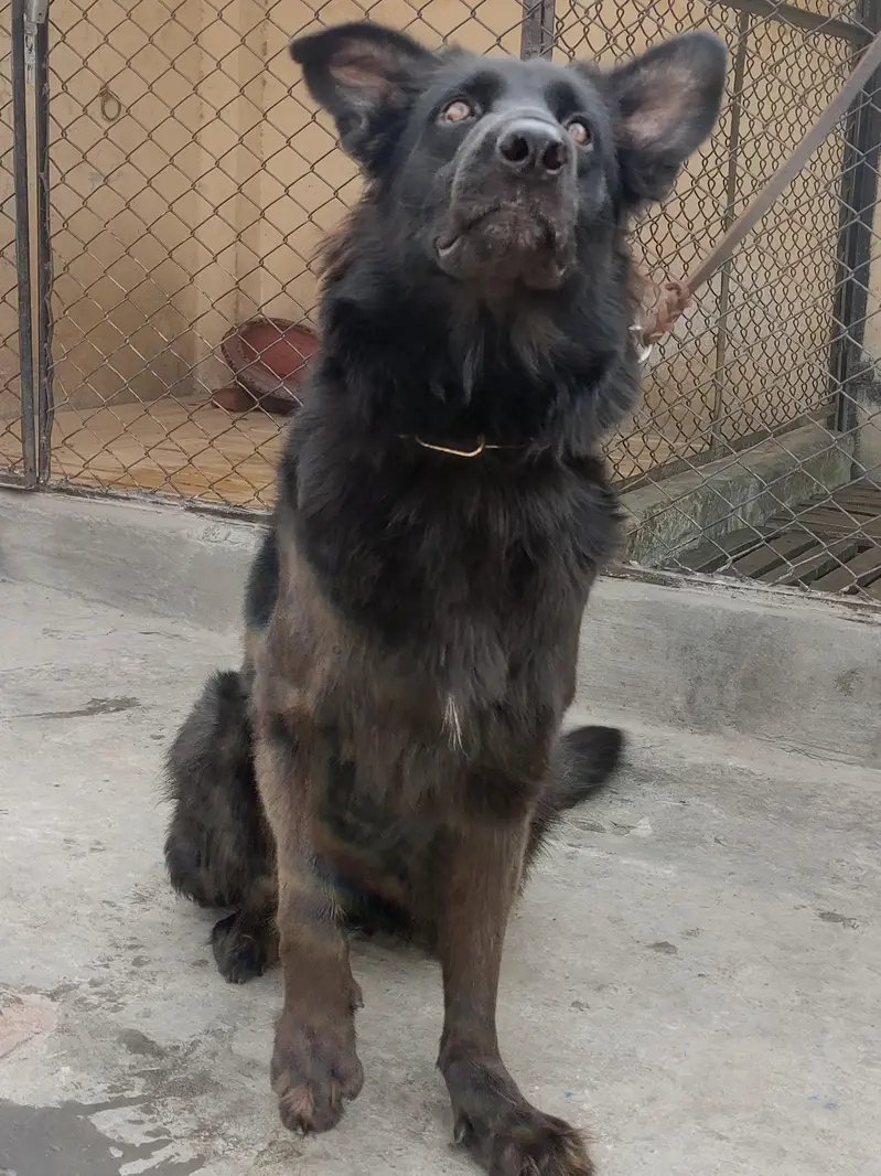 Black German Shepherd Female Breader — photo 2