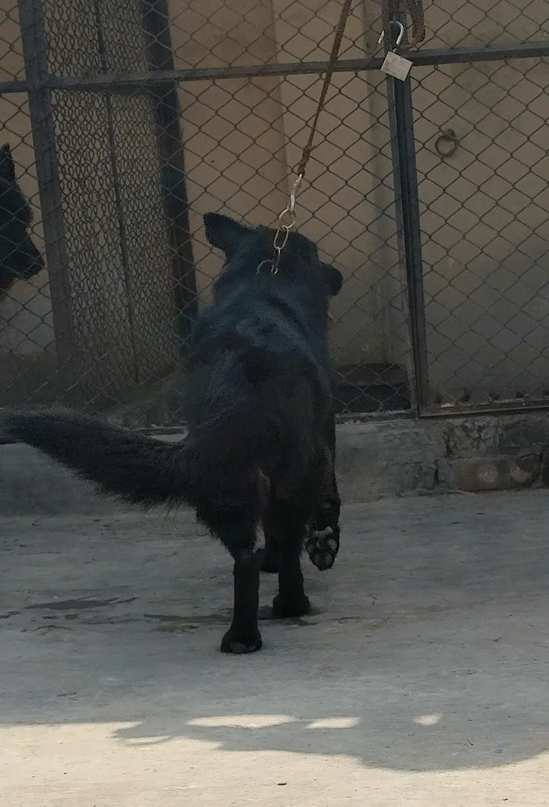 Black German Shepherd Female Breader — photo 3
