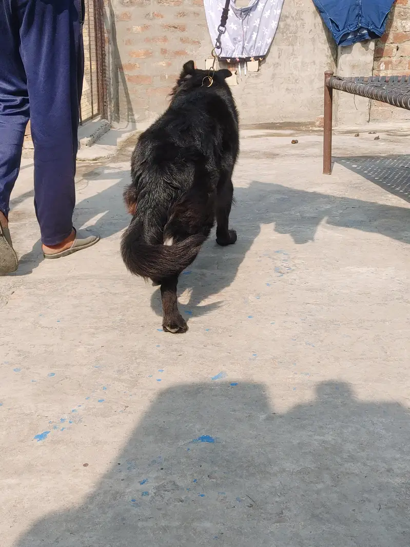 Black German Shepherd Female Breader — photo 4