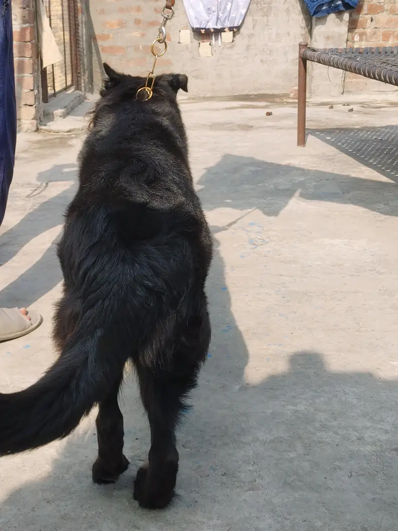 Black German Shepherd Female Breader — photo 5