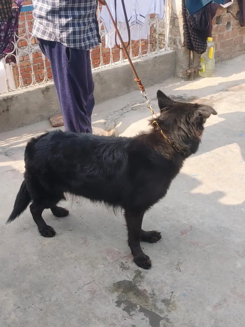 Black German Shepherd Female Breader — photo 6