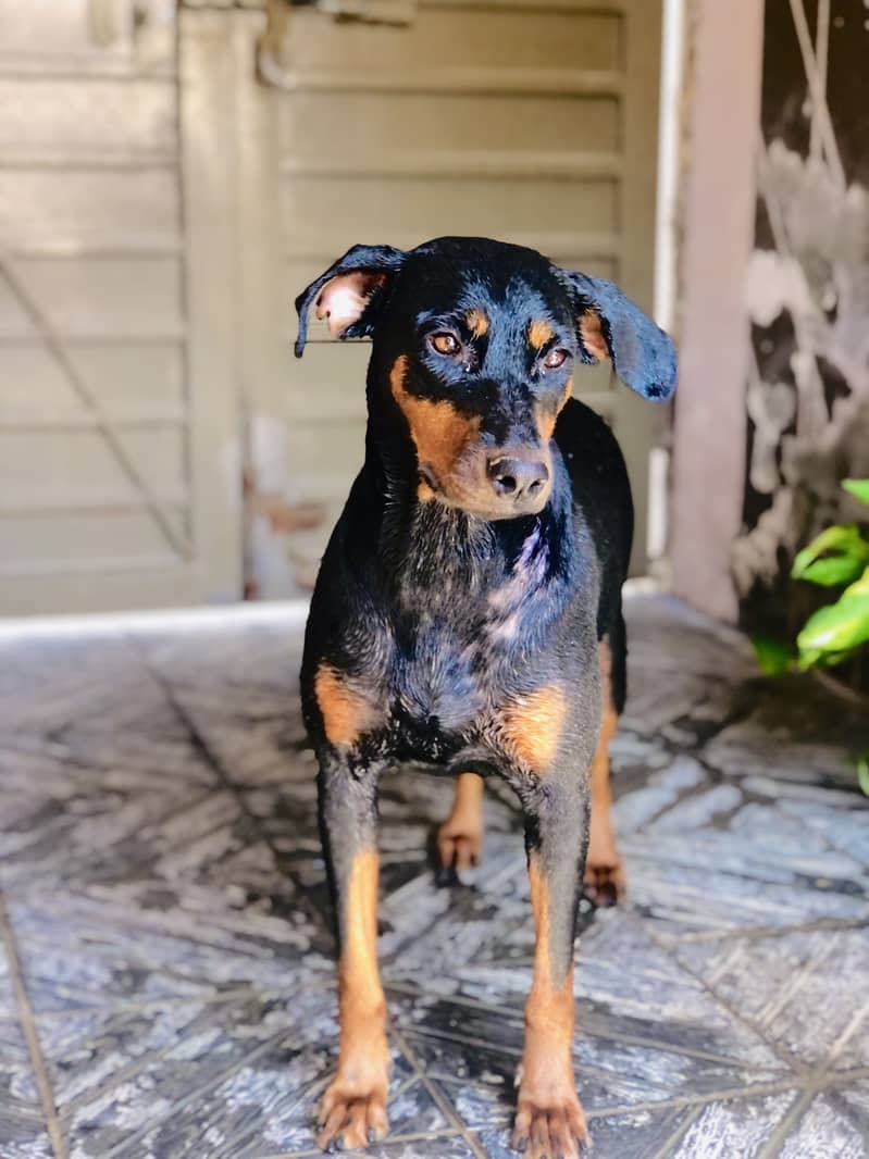 Doberman bread 0