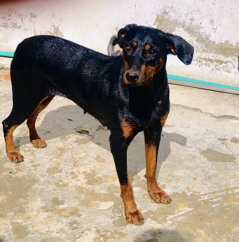 Doberman bread 1