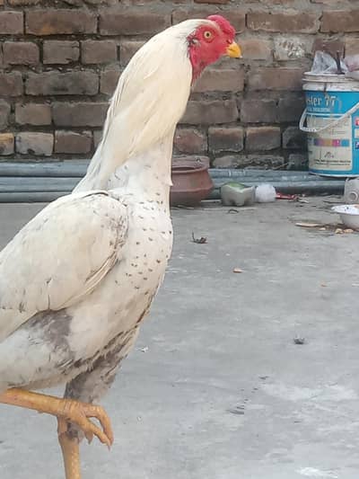aseel bot achi nasal ka murgha 03365314805