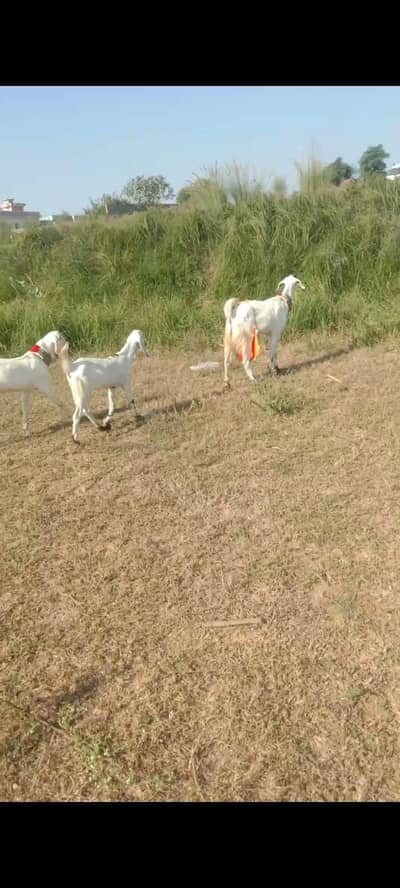 Nacchi cross Bakri with 5 month male and female