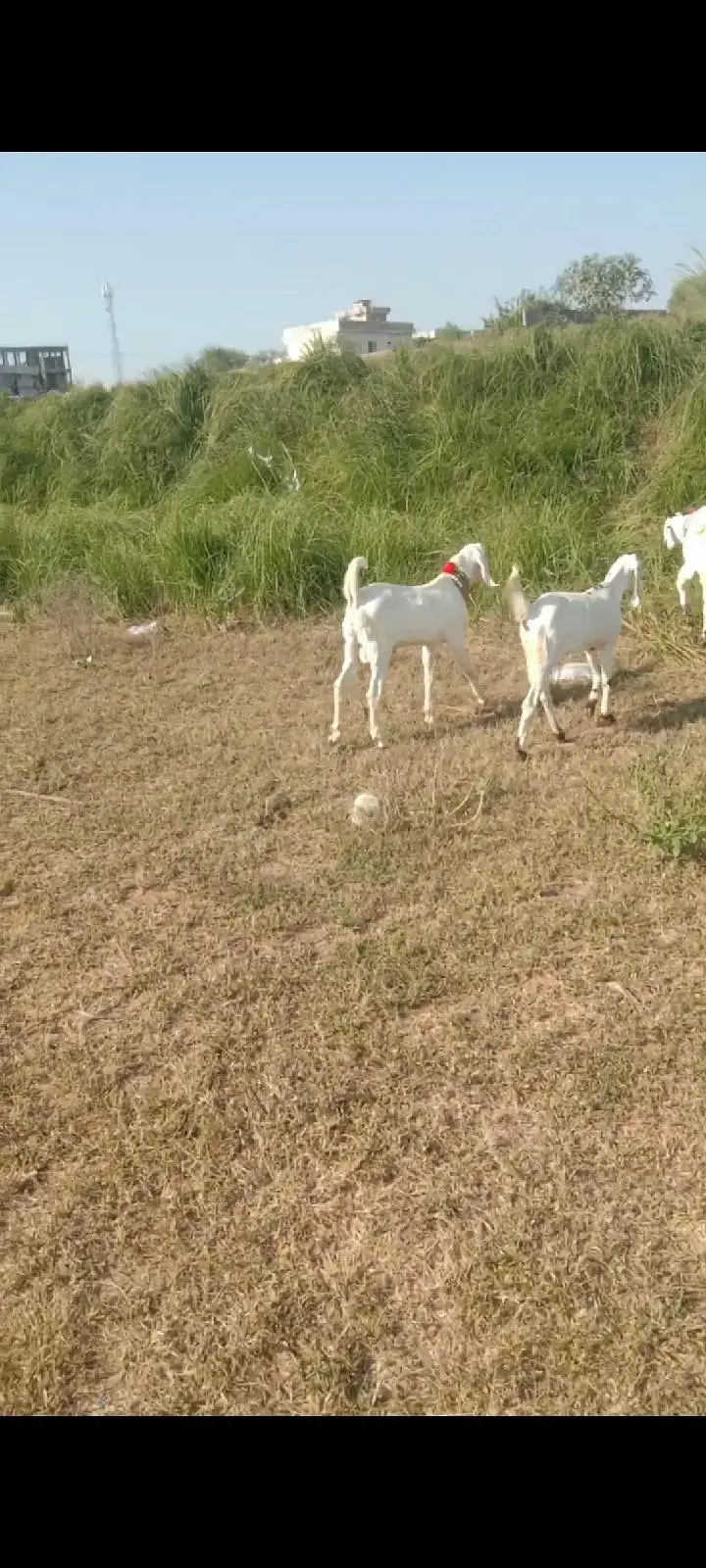 Nacchi cross Bakri with 5 month male and female — photo 2