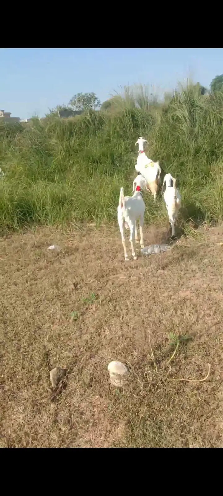 Nacchi cross Bakri with 5 month male and female — photo 3