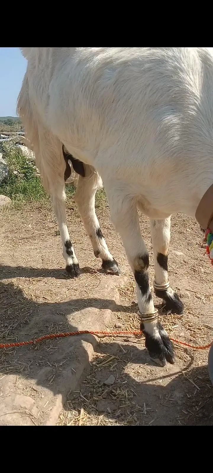 Nacchi cross Bakri with 5 month male and female — photo 4