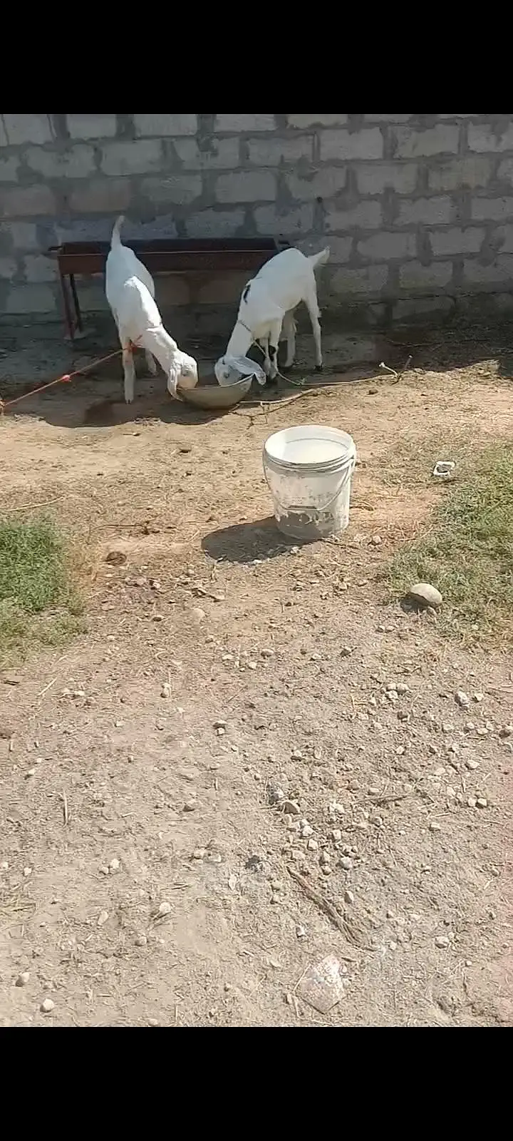 Nacchi cross Bakri with 5 month male and female — photo 5