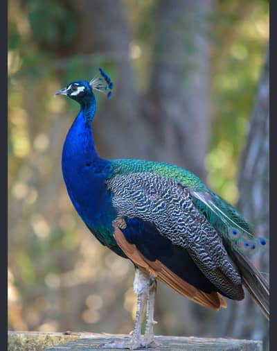peacock pair