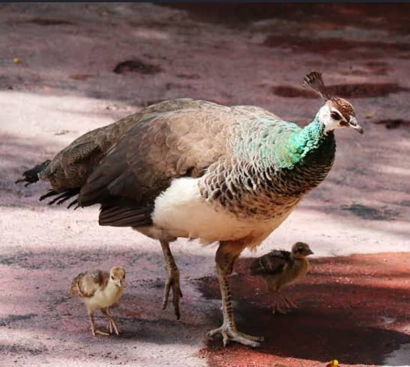 peacock pair 1
