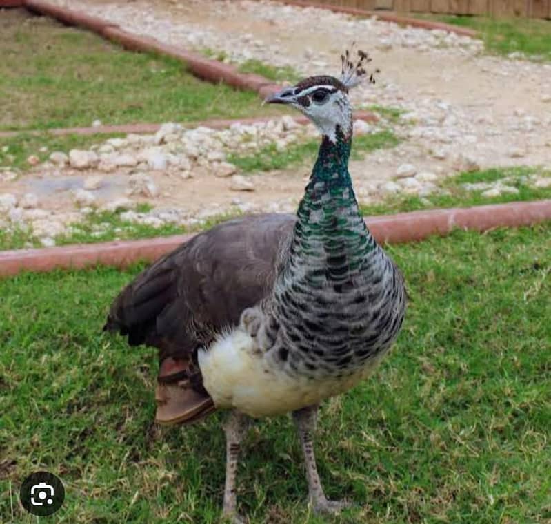 peacock pair 2