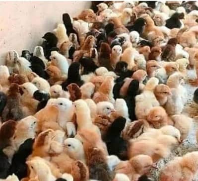 Golden Misri chicks