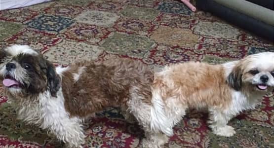 shihtuz breeder pair for sale