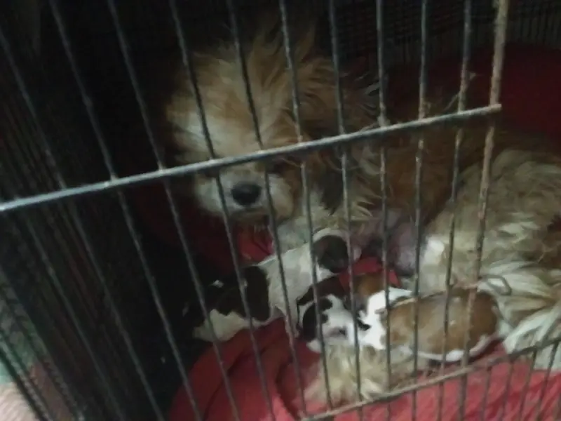 shihtuz breeder pair for sale — photo 2