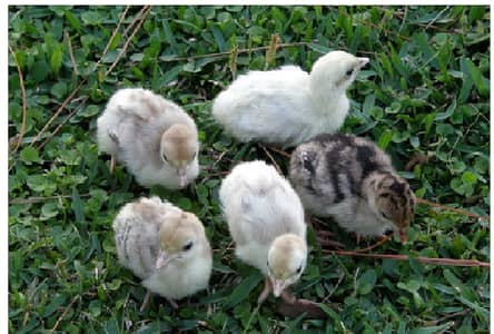 Fancy Breeds Chicks