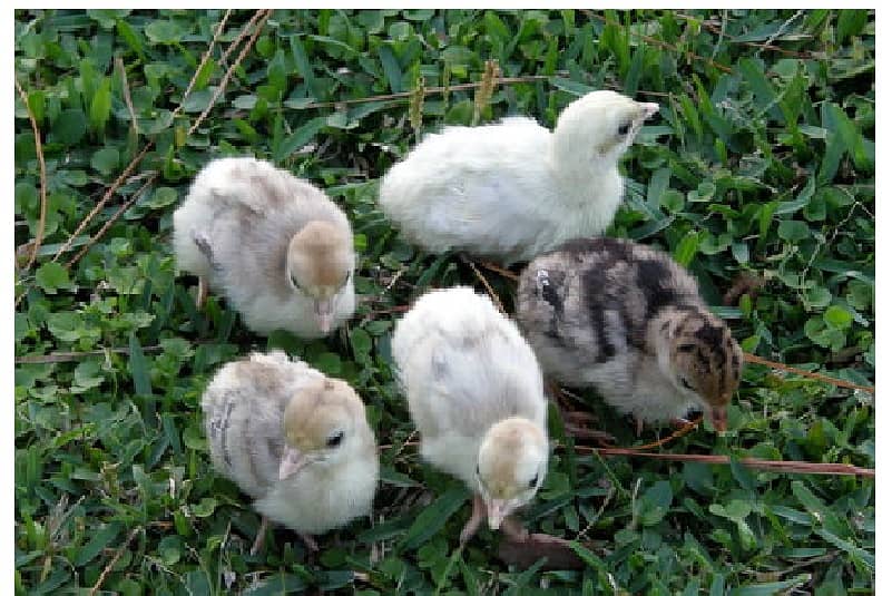 Fancy Breeds Chicks 0
