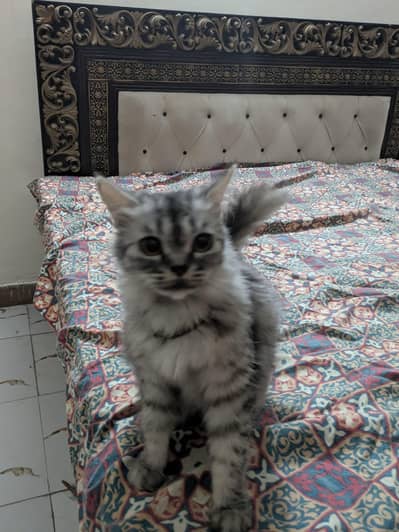 Premium-Looking British long hair Kitens for Sale