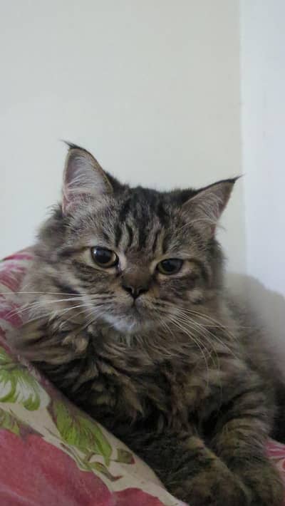 Premium-Looking British long hair Kitens for Sale