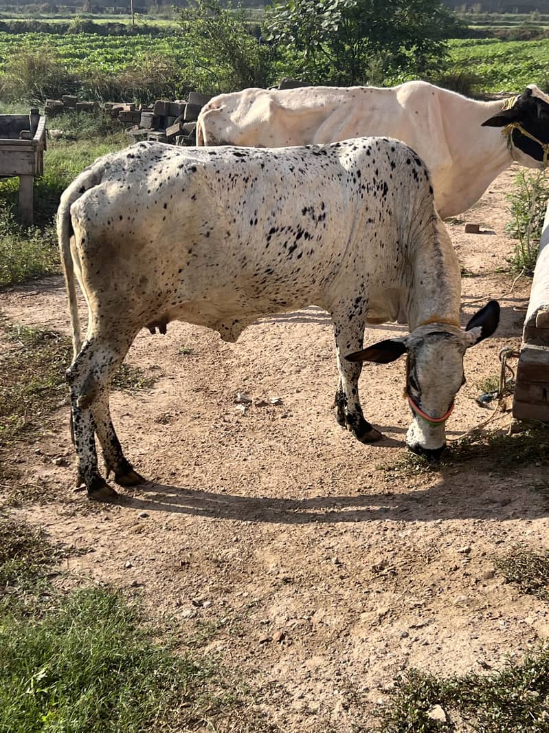 Milk cow - Cows - 1120673721