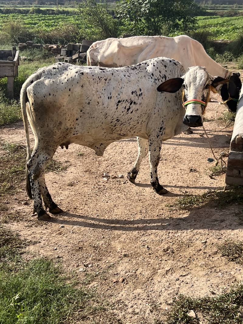 Milk cow - Cows - 1120673721