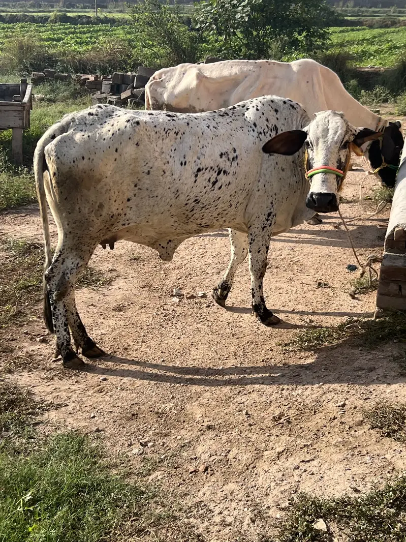Milk cow — photo 2