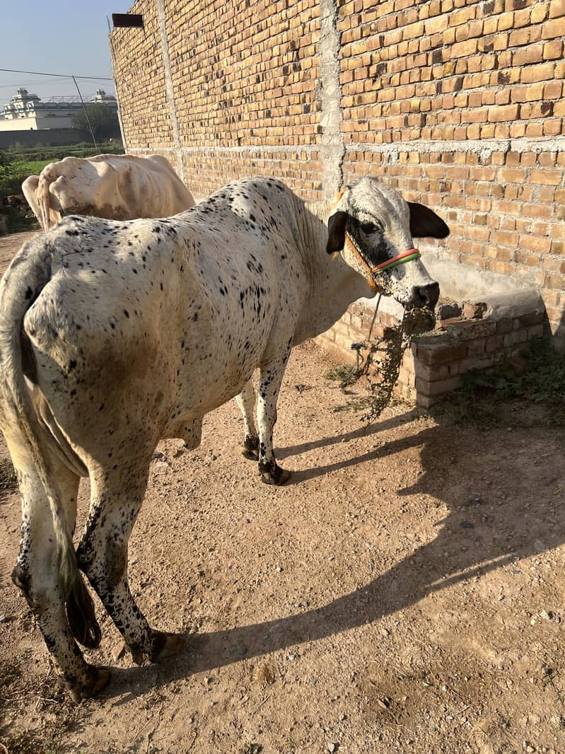 Milk cow - Cows - 1120673721