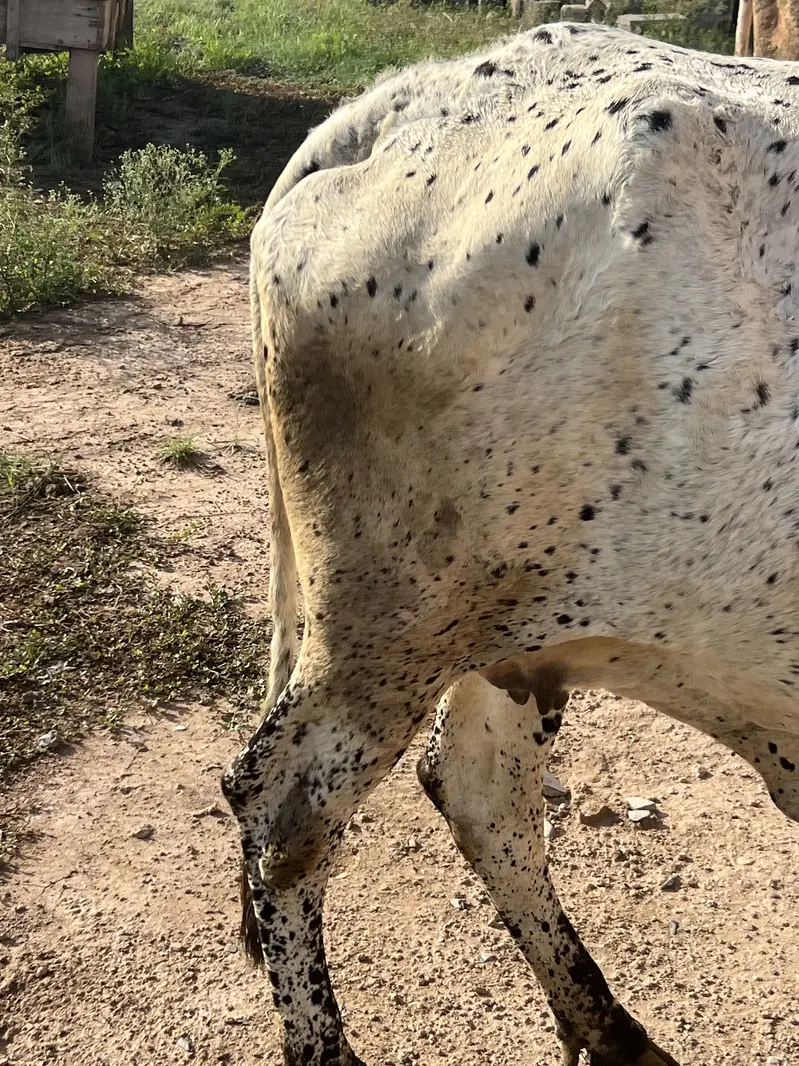Milk cow — photo 4