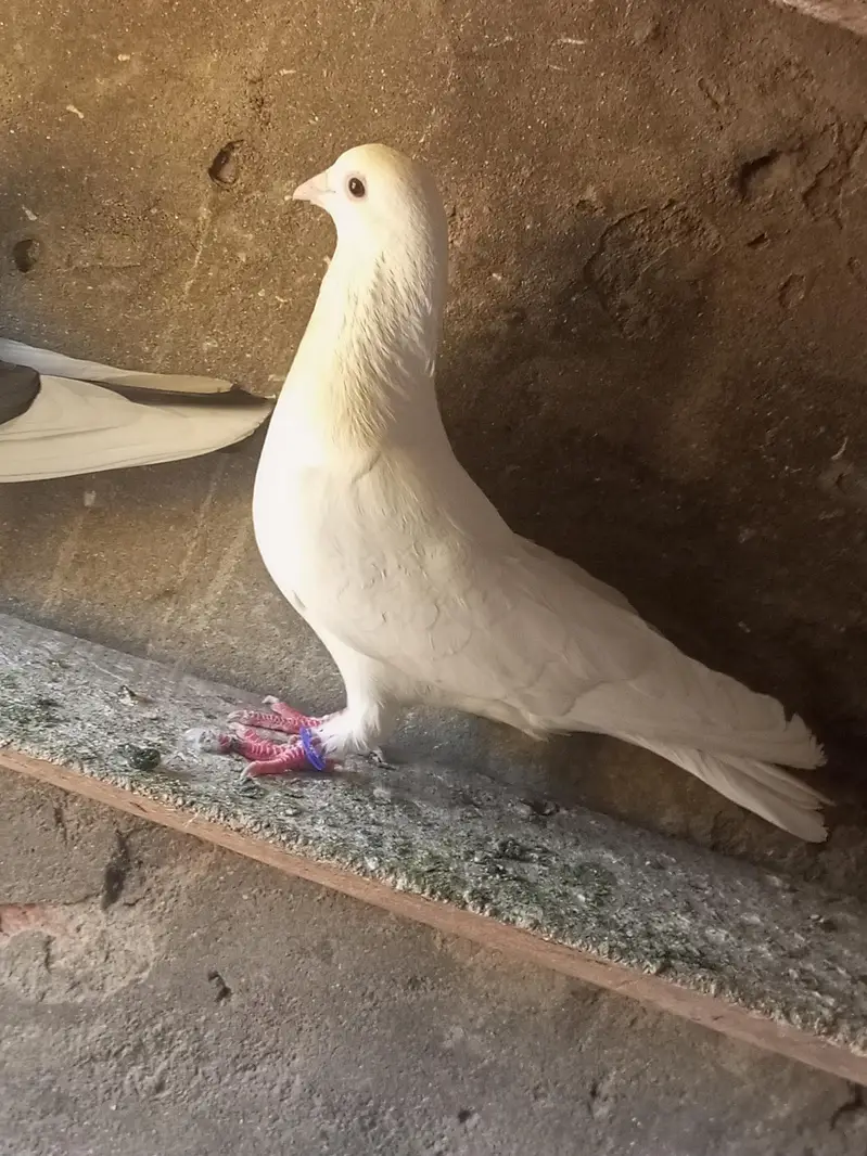 fansi kabotr for sell — photo 3