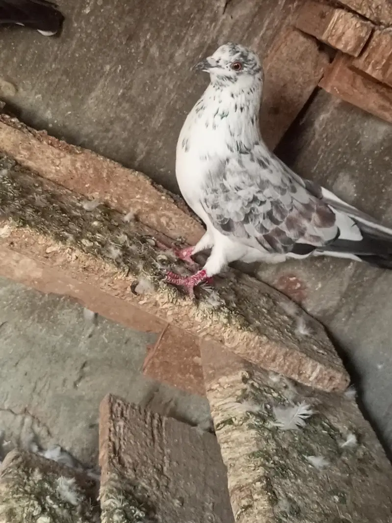 fansi kabotr for sell — photo 5