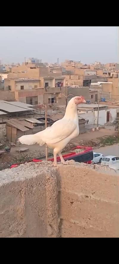 Pure hira Aseel guaranted female