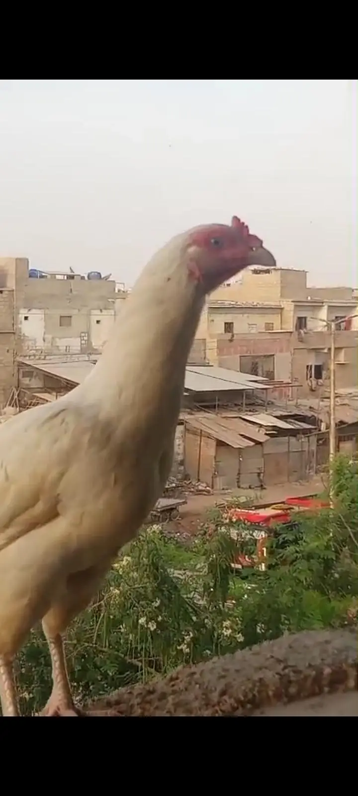 Pure hira Aseel guaranted female — photo 3