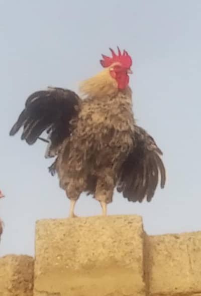 Misri Rooster and Hens
