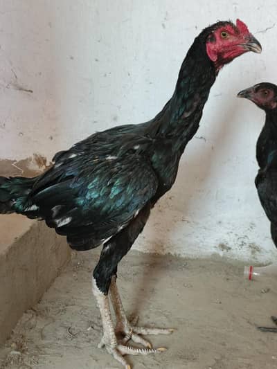 Aseel Pair With Feeder and Drinker