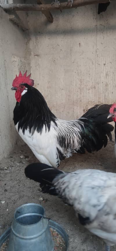 Lakenvelder, Beautiful German breed chicks available