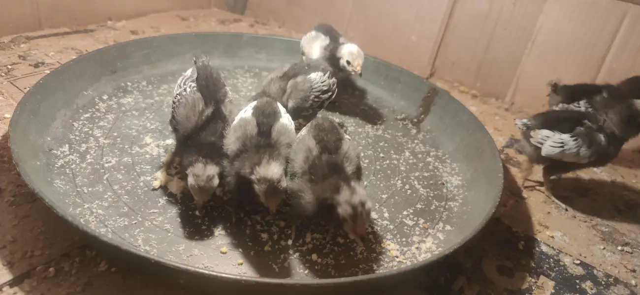 Lakenvelder, Beautiful German breed chicks available — photo 2