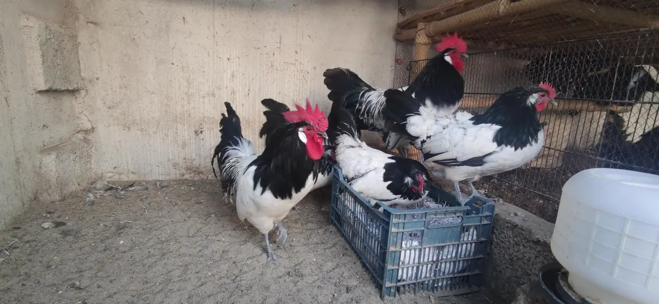 Lakenvelder, Beautiful German breed chicks available — photo 4