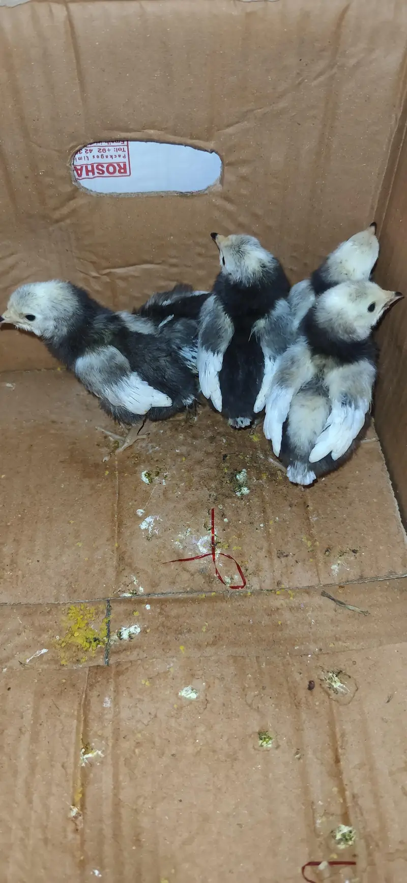 Lakenvelder, Beautiful German breed chicks available — photo 5