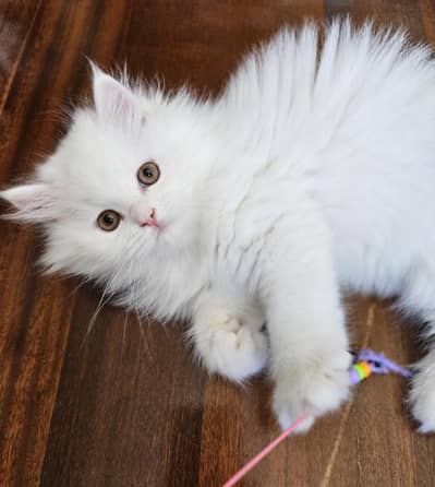 Persian kittens