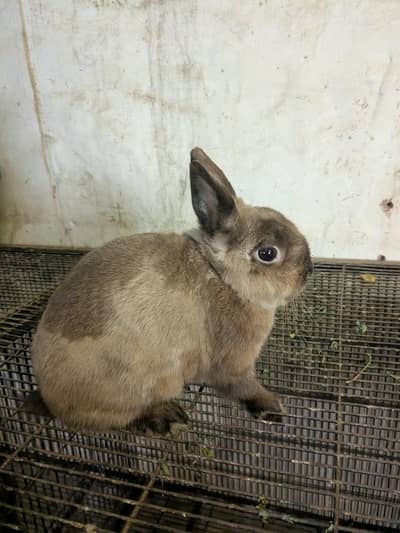 Rabbits (Netherland Draft) (Breeder Pair)