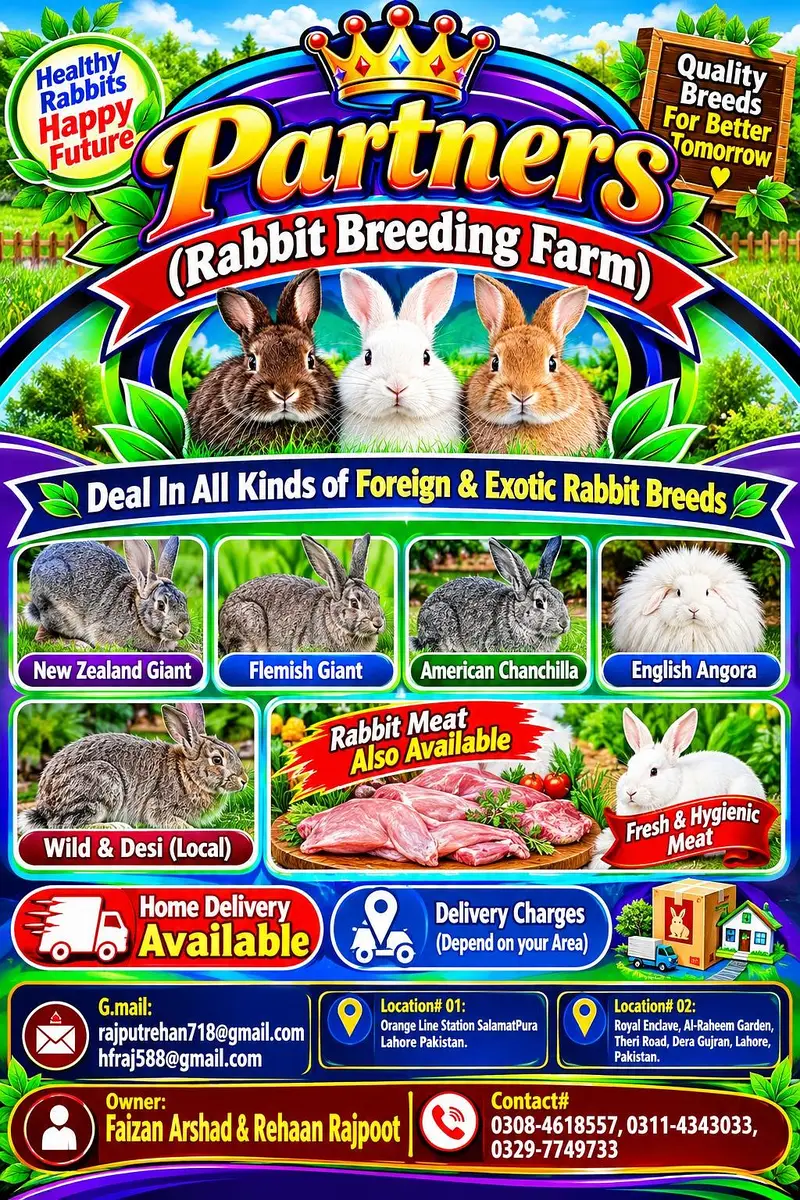 Rabbits (Netherland Draft) (Breeder Pair) — photo 3