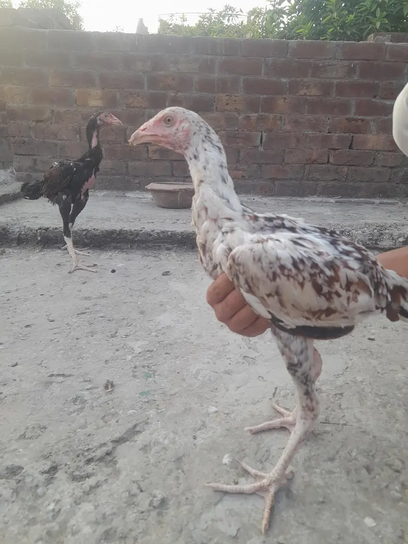 Aseel Murga — photo 3