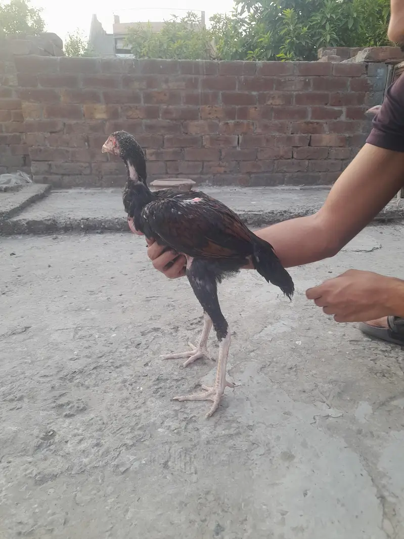 Aseel Murga — photo 6