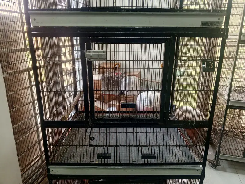 3-Portion Bird Cage for Sale – Used, Good Condition — photo 10