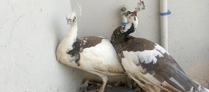 piet peacock breeder females
