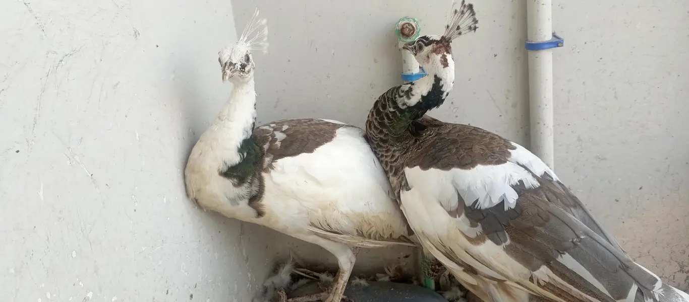 piet peacock breeder females